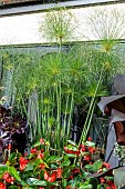 CYPERUS PAPYRUS