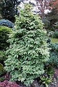 METASEQUOIA GLPTROTOBOIDES ;SCHRMANNS NORDLIGHT
