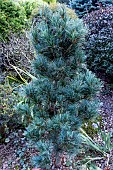 PINUS PARVIFLORA BONNIE BERGMAN
