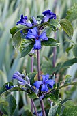 CLEMATIS HERACLEIFOLIA