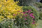 SUMMER BORDER
