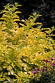 SAMBUCUS NIGRA AUREA