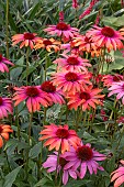 ECHINACEA CHEYENNE SPIRIT