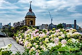 HYDRANGEA MACROPHYLLA HYBRID ON LONDON ROOF GARDEN
