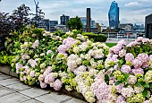 HYDRANGEA MACROPHYLLA HYBRID ON LONDON ROOF GARDEN