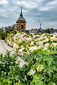 HYDRANGEAS ON LONDON ROOF GARDEN