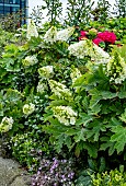 HYDRANGEA QUERCIFOLIA SNOW QUEEN