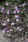 GERANIUM MACULATUM ESPRESSO