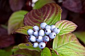 CORNUS ALBA SIBIRICA FRUITS  IN AUTUMN