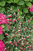 SALVIA HOT LIPS
