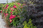SHRUB BORDER