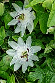 PASSIFLORA CONSTANCE ELLIOTT