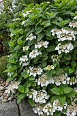 HYDRANGEA MACROPHYLLA LANARTH