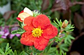 POTENTILLA FRUTICOSA RED ACE