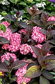 HYDRANGEA MACROPHYLLA DARK ANGEL