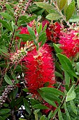 CALLISTEMON CITRINUS