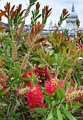 CALLISTEMON CITRINUS
