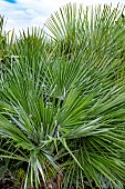 CHAMAEROPS HUMILIS VOLCANO