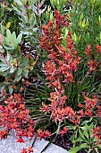 ANIGOZANTHOS FLAVIDUS HYBRID