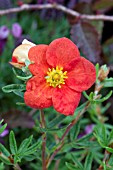 POTENTILLA FRUTICOSA RED ACE