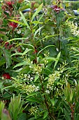 LOMATIA MYRICOIDES