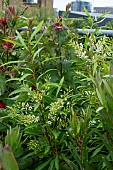 LOMATIA MYRICOIDES