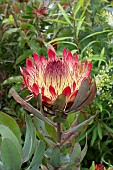 PROTEA CYNAROIDES