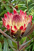 PROTEA CYNAROIDES