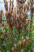 LEUCODENDRON SALIGNUM