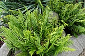 DRYOPTERIS WALLICHIANA