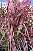 PENNISETUM SETACEUM FIREWORKS