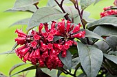 CESTRUM RUBRUM