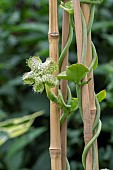 CEROPEGIA SANDERSONII