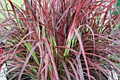 PENNISETUM SETACEUM FIREWORKS