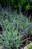 LAVENDULA CANARIENSIS