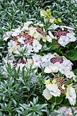 HYDRANGEA MACROPHYLLA TELLER WHITE
