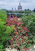 PHOTINIA X FRASERI PINK MARBLE