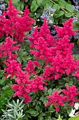 ASTILBE X ARENDSI ETNA