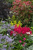 PERENNIALS & SHRUBS