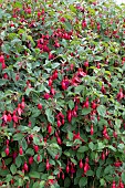 FUCHSIA MRS POPPLE