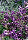 LIMONIUM LATIFOLIUM