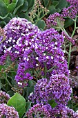 LIMONIUM LATIFOLIUM