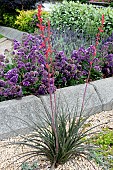 HESPERALOE PARVIFLORA