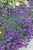LAVENDULA ANGUSTIFOLIA MUNSTEAD
