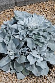 SENECIO ANGEL WINGS