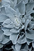 SENECIO ANGEL WINGS