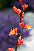 HESPERALOE PARVIFLORA