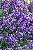 LAVENDULA ANGUSTIFOLIA MUNSTEAD