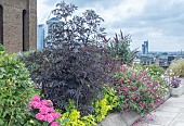 LONDON ROOF GARDEN