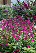 SALVIA GREGGII RASPBERRY ROYALE